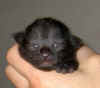 Ebony 1 week